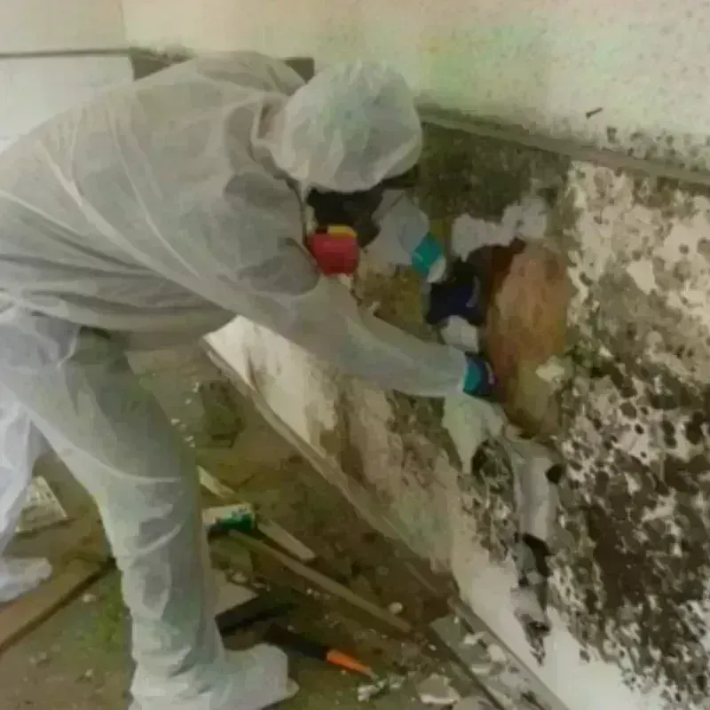 Mold Remediation and Removal in Mitchell County, IA